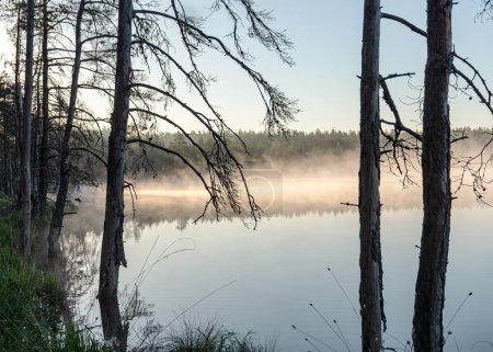 sunrise, sunset landscape by the marsh lake, morning fog, reflections in the water, traditional marsh lake vegetation, Latvia