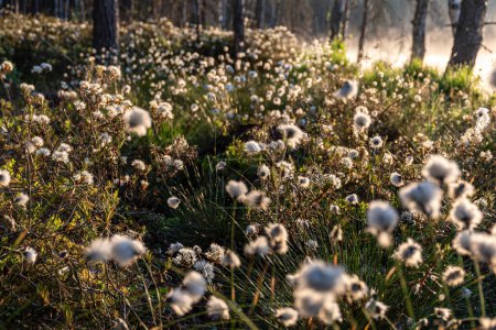 La hierba de algodón es un género de sedges, son comunes en los pantanos templados del hemisferio norte y tundra, bosques húmedos, Eriophorum vaginatum, fondo de niebla