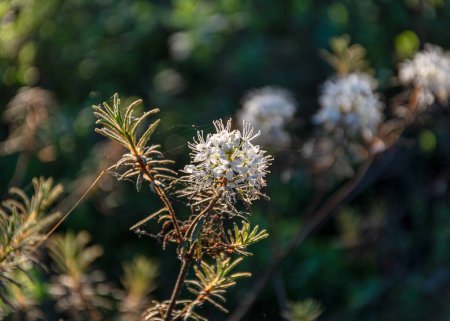 Ledum palustre, la planta es venenosa, siempreverde, a menudo común en pantanos musgosos y bosques de pinos pantanosos, salida del sol por un lago pantanoso, fondo brumoso, plantas forestales tradicionales en Letonia