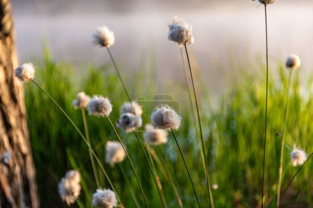 Cotton grass is a genus of sedges, they are common in northern hemisphere temperate swamps and tundra, wet forests, Eriophorum vaginatum, fog background