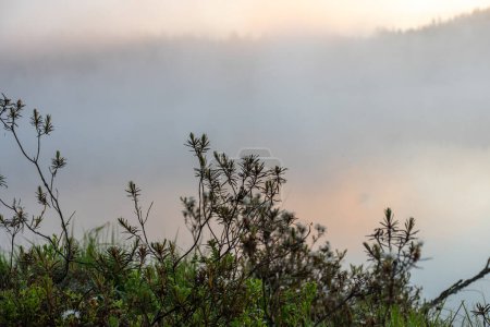 Ledum palustre, die Pflanze ist giftig, immergrün, häufig verbreitet in moosigen Sümpfen und sumpfigen Kiefernwäldern, Sonnenaufgang am Sumpfsee, nebliger Hintergrund, traditionelle Waldpflanzen in Lettland
