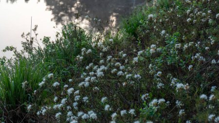 Ledum palustre, la planta es venenosa, siempreverde, a menudo común en pantanos musgosos y bosques de pinos pantanosos, salida del sol por un lago pantanoso, fondo brumoso, plantas forestales tradicionales en Letonia