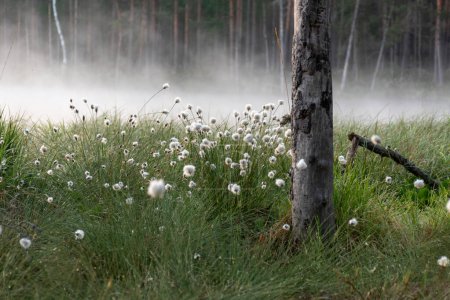 La hierba de algodón es un género de sedges, son comunes en los pantanos templados del hemisferio norte y tundra, bosques húmedos, Eriophorum vaginatum, fondo de niebla
