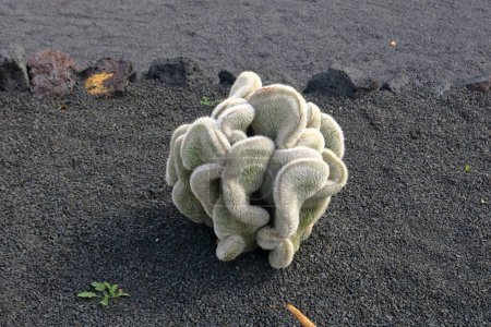 Téléchargez les photos : Un beau cactus poussant sur sol volcanique noir sur lanzarote - en image libre de droit