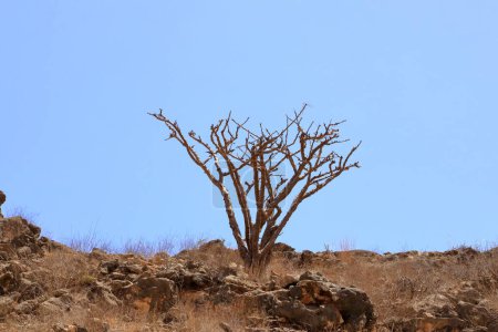 Foto de Árboles de incienso en las montañas de Dhofar en Omán - Imagen libre de derechos