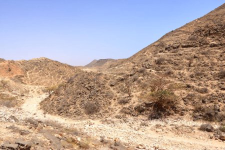 Foto de Árboles de incienso en las montañas de Dhofar en Omán - Imagen libre de derechos