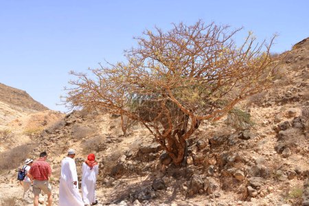 Photo for March 23 2022 - Dhofar in Oman: People admire a Frankincense tree - Royalty Free Image