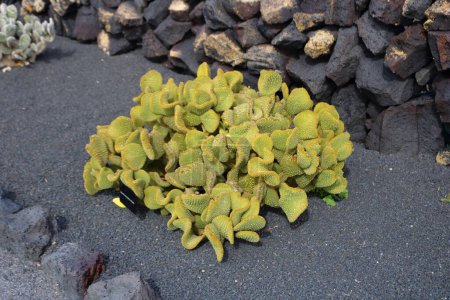 Téléchargez les photos : Un beau cactus poussant sur sol volcanique noir sur lanzarote - en image libre de droit