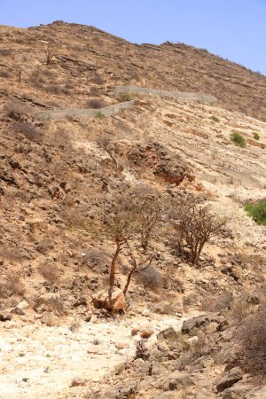 Photo for Landscape with Frankincense trees in Dhofar mountains in Oman - Royalty Free Image