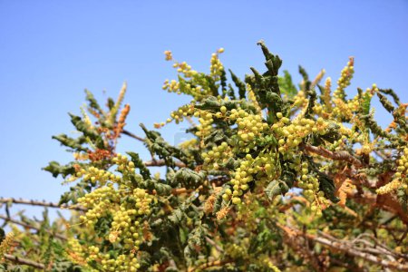 Foto de Detalle del árbol de incienso (Boswellia sacra) cerca de Salalah en Omán - Imagen libre de derechos