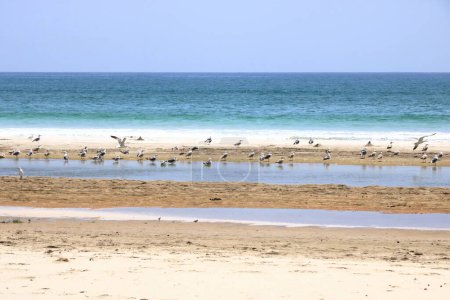 Photo for The mountain and sea seagull full in the oman coastline of salalah - Royalty Free Image