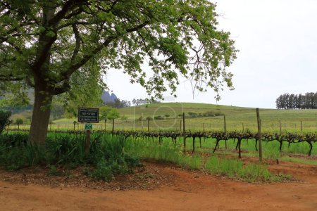 Foto de Paisaje vibrante con viñedos y montañas en el fondo, Ciudad del Cabo, Stellenbosch en Sudáfrica - Imagen libre de derechos
