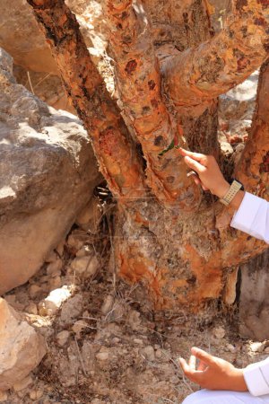 Foto de 23 de marzo de 2022 - Dhofar en Omán: La gente admira un árbol de incienso - Imagen libre de derechos
