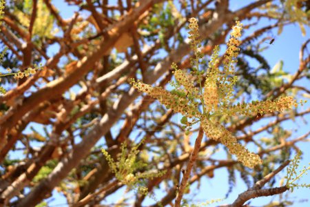 Foto de Detalle del árbol de incienso (Boswellia sacra) cerca de Salalah en Omán - Imagen libre de derechos