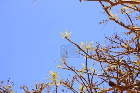 Photo for Detail of frankincense tree (Boswellia sacra) near Salalah in Oman - Royalty Free Image