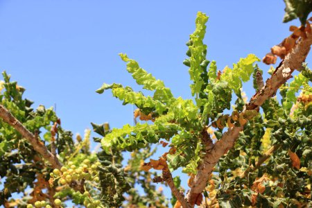 Foto de Detalle del árbol de incienso (Boswellia sacra) en Omán - Imagen libre de derechos