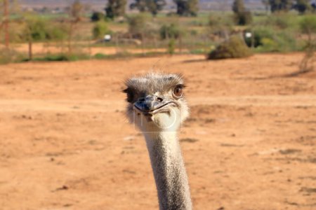 Foto de Granja avestruz cerca de Oudtshoorn en Sudáfrica - Imagen libre de derechos