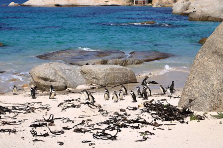 Foto de Boulders Penguin Colony, Boulders Beach, Ciudad del Cabo, Sudáfrica. Pingüinos de patas negras - Imagen libre de derechos