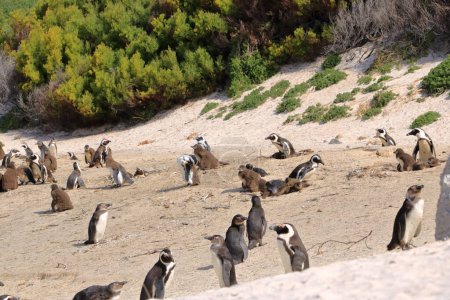 Foto de Boulders Penguin Colony, Boulders Beach, Ciudad del Cabo, Sudáfrica. Pingüinos de patas negras - Imagen libre de derechos