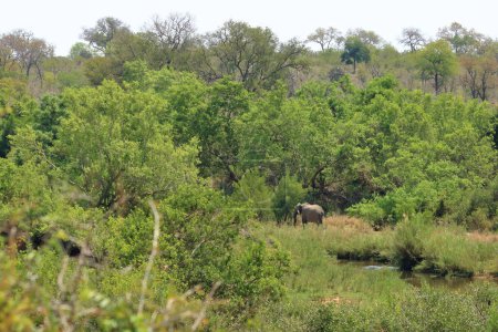 Photo for Kruger National Park. South Africa. wild African Elefant in the bushland - Royalty Free Image