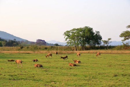 Foto de Santuario de vida silvestre de Mlilwane en Swazilandia, Eswatini - Imagen libre de derechos
