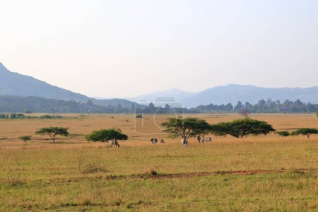 Foto de Santuario de vida silvestre de Mlilwane en Swazilandia, Eswatini - Imagen libre de derechos