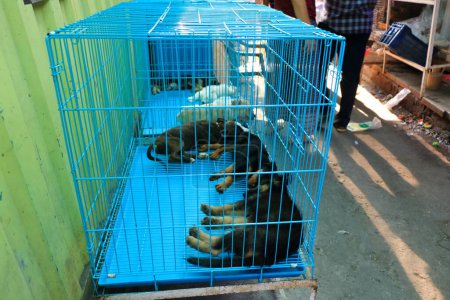 Téléchargez les photos : 21 décembre 2022 - Mumbai, Maharashtra en Inde : département animalerie du Crawford Market - en image libre de droit
