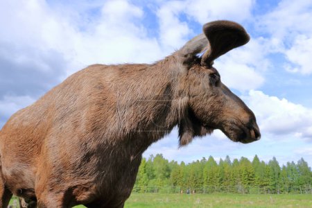 Europäischer Elch, Alces alces, auch als Elch bekannt. Wildtier im Wildlife Resort in Schweden
