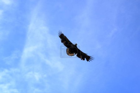 Foto de Primer plano de un águila marina en pleno vuelo: Lofoten en Noruega - Imagen libre de derechos