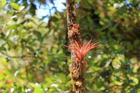 Téléchargez les photos : Bromelia sur un arbre à cerro de la muerte, costa rica - en image libre de droit