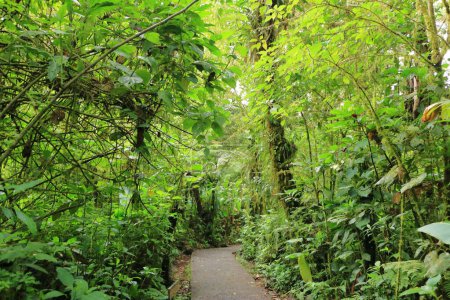 Téléchargez les photos : Sentier de randonnée à Monteverde Cloud Forest au Costa Rica - en image libre de droit