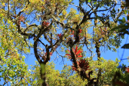 Bromelie auf einem Baum in cerro de la muerte, costa rica