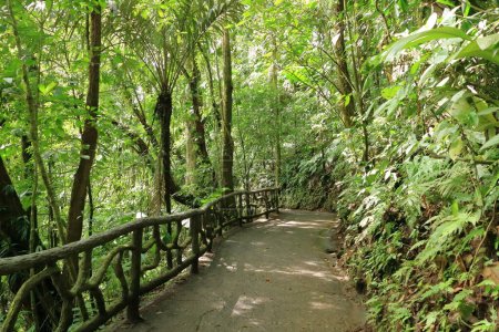 Nice walk trough Arenal Volcano National Park rain forest in Costa Rica near La Fortuna