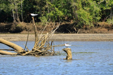 Téléchargez les photos : Oiseaux tropicaux Sterne royale au Costa Rica - en image libre de droit