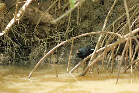 Foto de Halcón negro común en la orilla del río Tarcoles, costa rica - Imagen libre de derechos