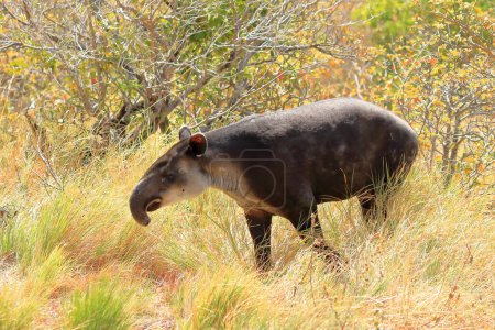 Photo for A baird's tapir in rincon de la vieja national park in costa rica, central america - Royalty Free Image