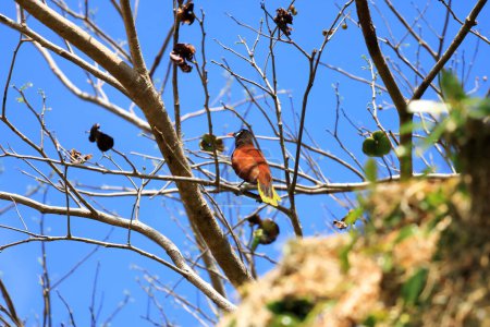 Photo for Montezuma Oropendola in Costa Rica in central america - Royalty Free Image