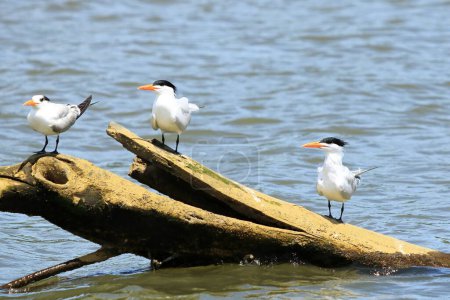 Téléchargez les photos : Oiseaux tropicaux Sterne royale au Costa Rica - en image libre de droit