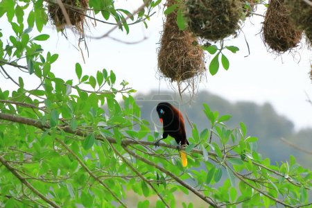Photo for Montezuma Oropendola in Costa Rica in central america - Royalty Free Image