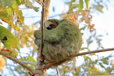 Téléchargez les photos : Mignonne paresseuse suspendue à une branche d'arbre au regard drôle, portrait d'un animal sauvage dans la forêt tropicale du Costa Rica, Bradypus variegatus, une paresseuse à trois doigts à gorge brune - en image libre de droit