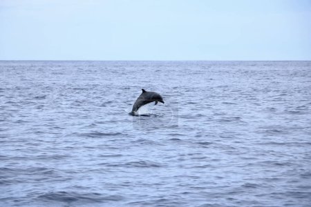 Téléchargez les photos : Joyeux dauphin pantropical sauvage, Stenella attenuata, saute libre près d'un bateau d'observation des baleines au milieu de la côte du Pacifique, Costa Rica - en image libre de droit