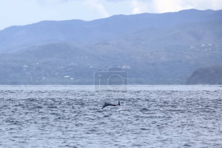 Téléchargez les photos : Joyeux dauphin pantropical sauvage, Stenella attenuata, saute libre près d'un bateau d'observation des baleines au milieu de la côte du Pacifique, Costa Rica - en image libre de droit