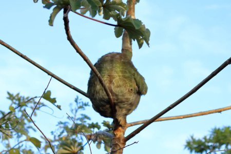 Téléchargez les photos : Mignonne paresseuse suspendue à une branche d'arbre au regard drôle, portrait d'un animal sauvage dans la forêt tropicale du Costa Rica, Bradypus variegatus, une paresseuse à trois doigts à gorge brune - en image libre de droit