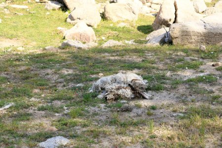 Téléchargez les photos : Moutons morts et en décomposition dans un paysage de montagne - en image libre de droit