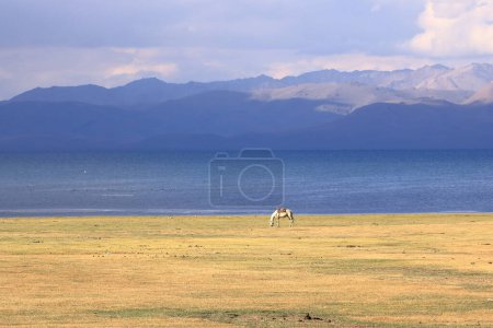 Photo for Horses, Song Kol Lake, Naryn province, Kyrgyzstan in Central Asia - Royalty Free Image