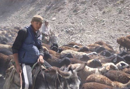 Téléchargez les photos : 21 août 2023 - Kirghizistan en Asie centrale : les éleveurs kirghizes conduisent leurs chèvres et leurs moutons sur de hauts plateaux sur la route - en image libre de droit