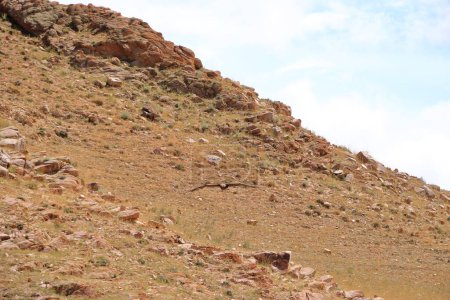 Téléchargez les photos : Les chasseurs d'aigle kirghizes manifestent leur chasse à l'aigle - en image libre de droit