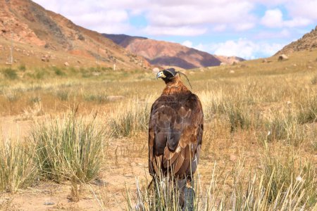 Téléchargez les photos : Un aigle des chasseurs d'aigle kirghizes - en image libre de droit