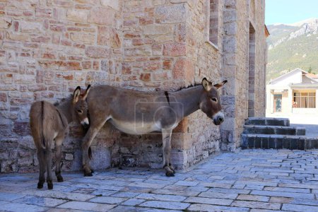 Téléchargez les photos : Des ânes dans une église de Pustec, parc national Prespa en Albanie - en image libre de droit