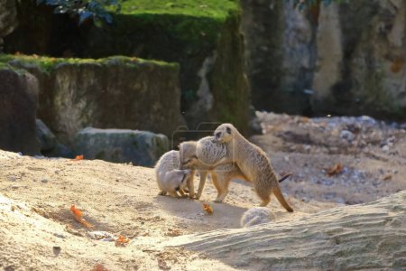 Téléchargez les photos : Certains jeunes suricates interagissent de manière ludique entre eux - en image libre de droit